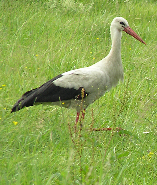 Weißstorch, Ciconia ciconia